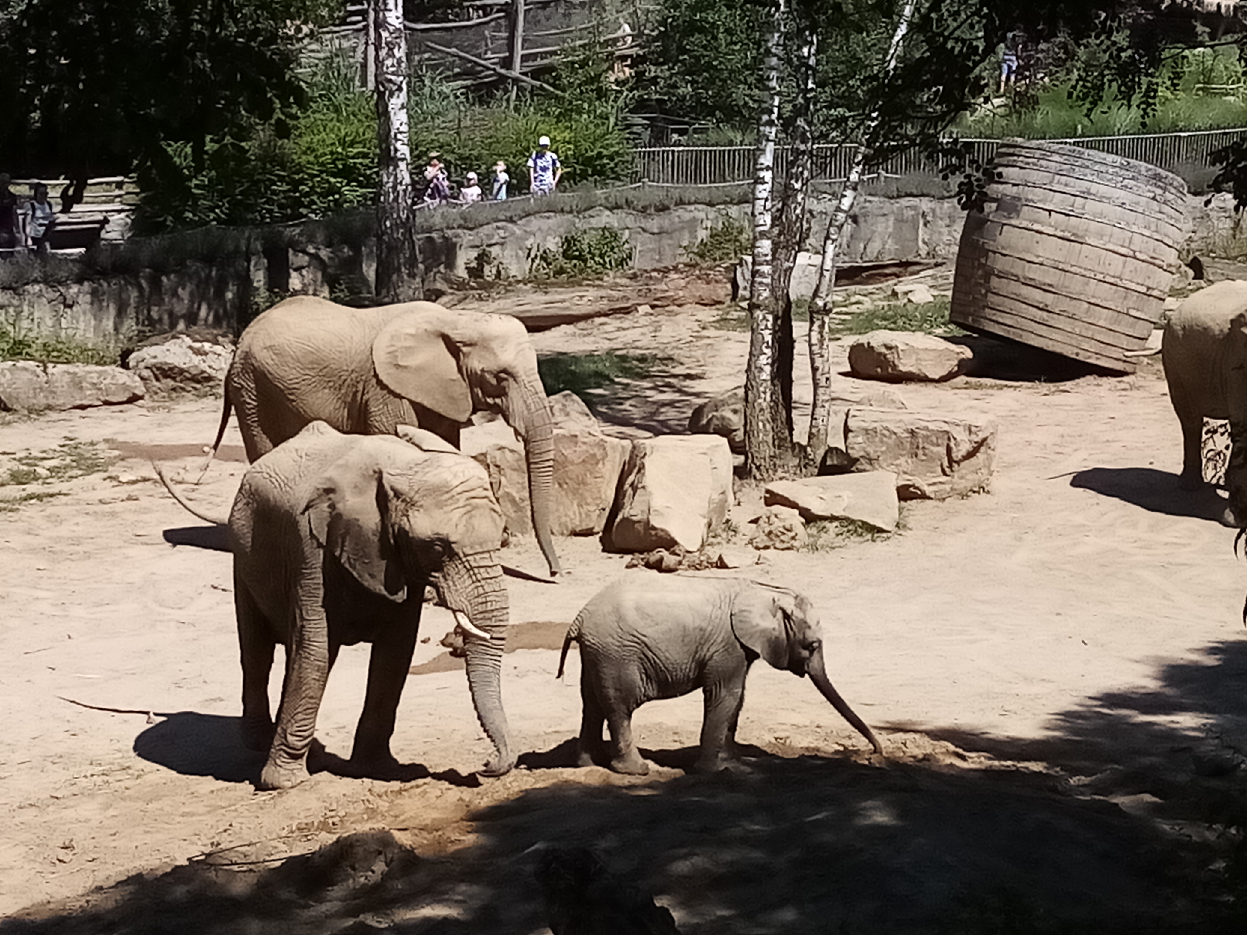 Sloni v ZOO